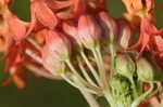 Fewflowered milkweed